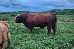 Baron-in-pasture